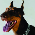 NEW !@ Dog